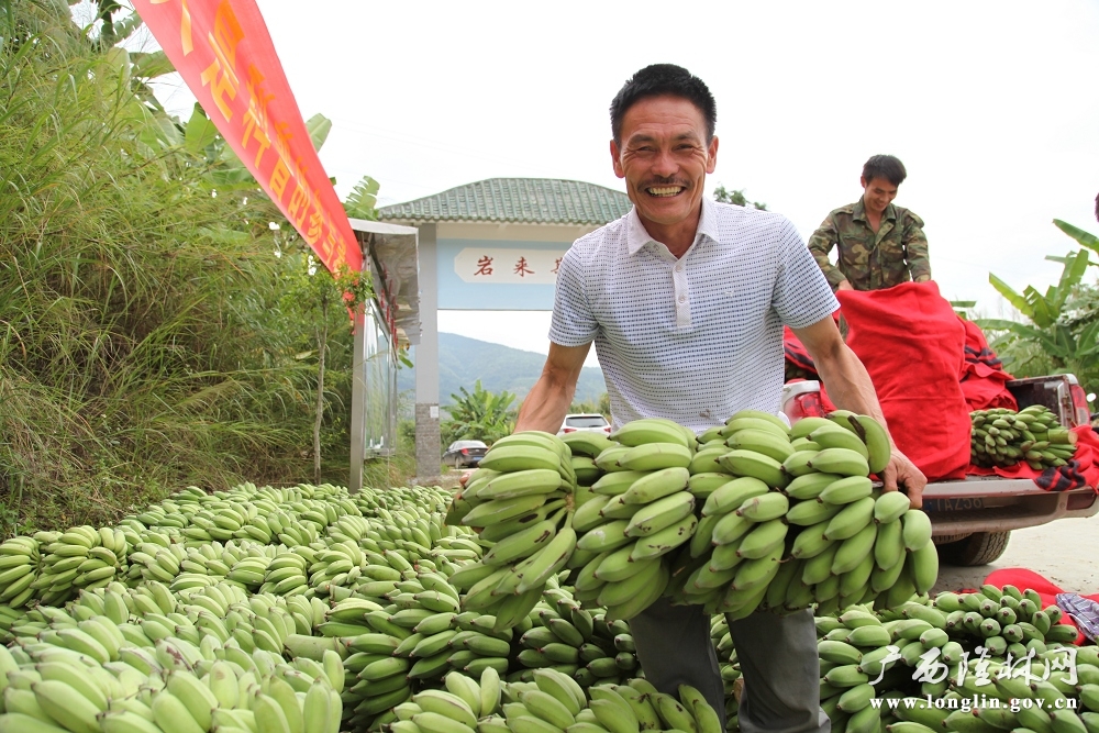 平班镇岩来斯屯种植的西贡蕉喜获丰收