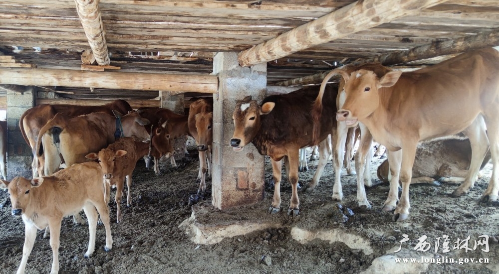 养殖牛产业图片1