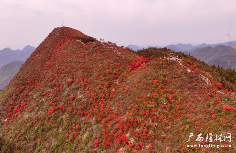 如火繁花映碧空