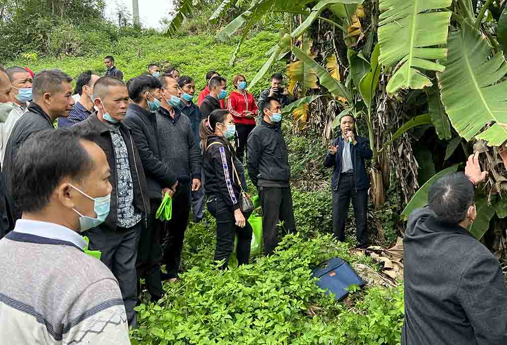 图二：专家现场传授西贡蕉病虫害防治技术