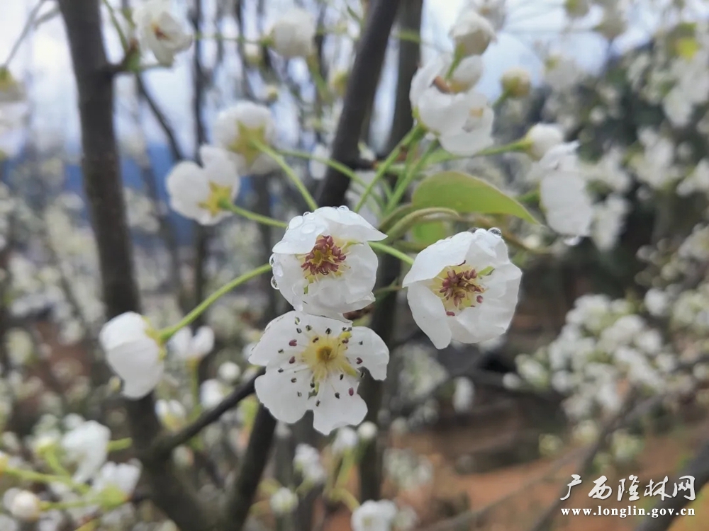 三月，自然保护区内野生梨果花开