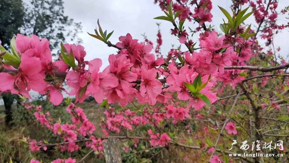 三月，自然保护区内野生桃果花开