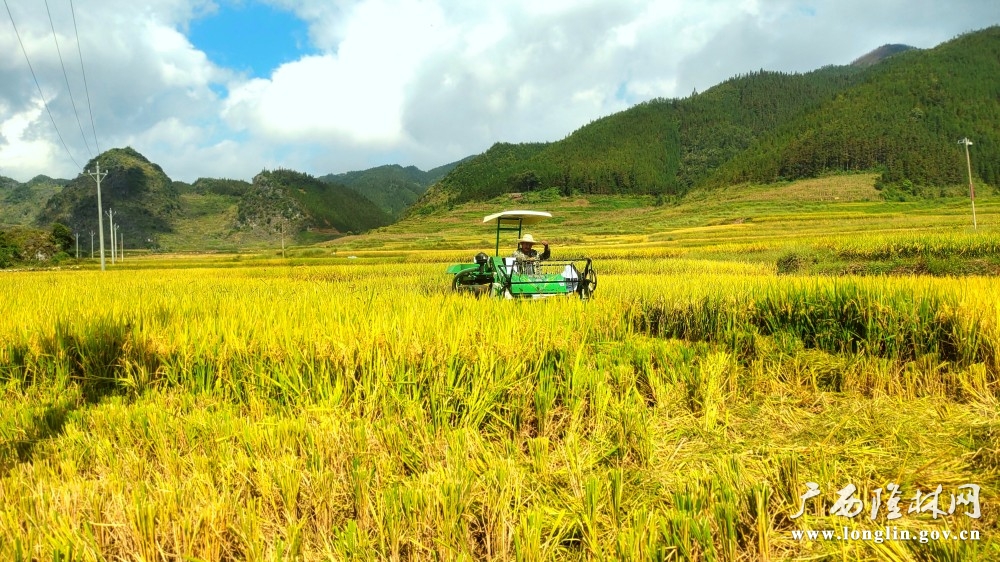 村干部正在帮群众收割稻谷 (1)