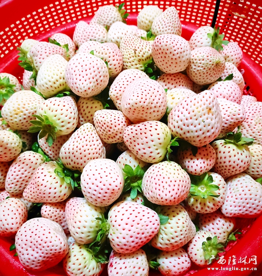 “白雪公主”草莓 (1)