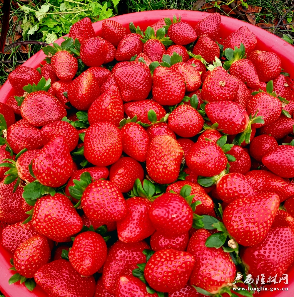 红彤彤的草莓 (1)