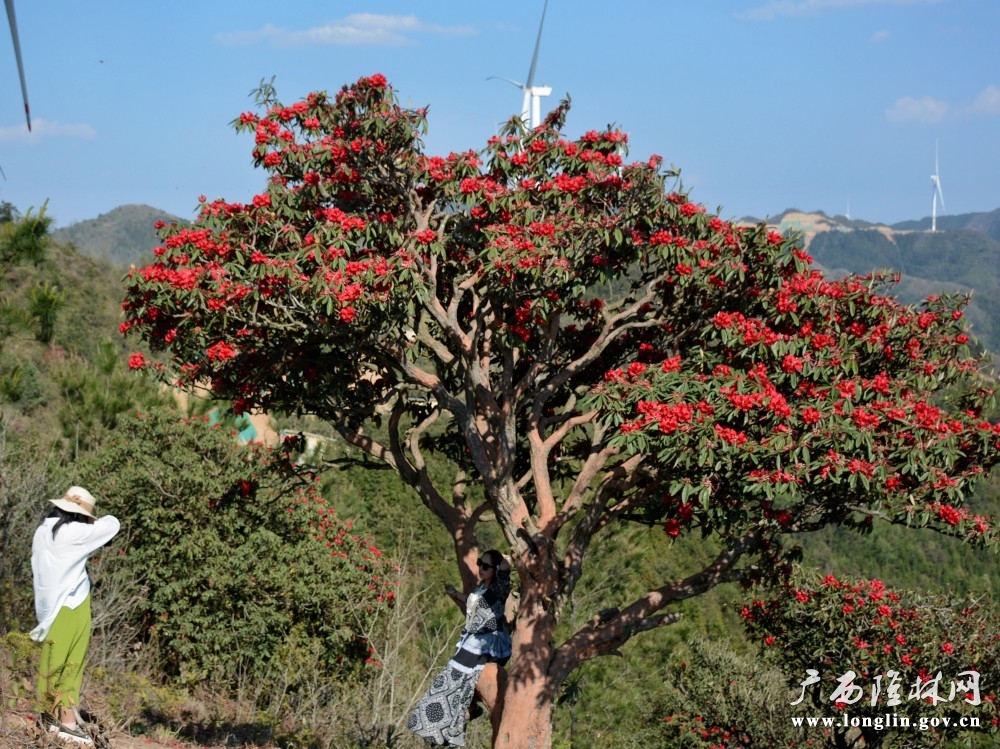 游客打卡拍照（罗成凯  摄）