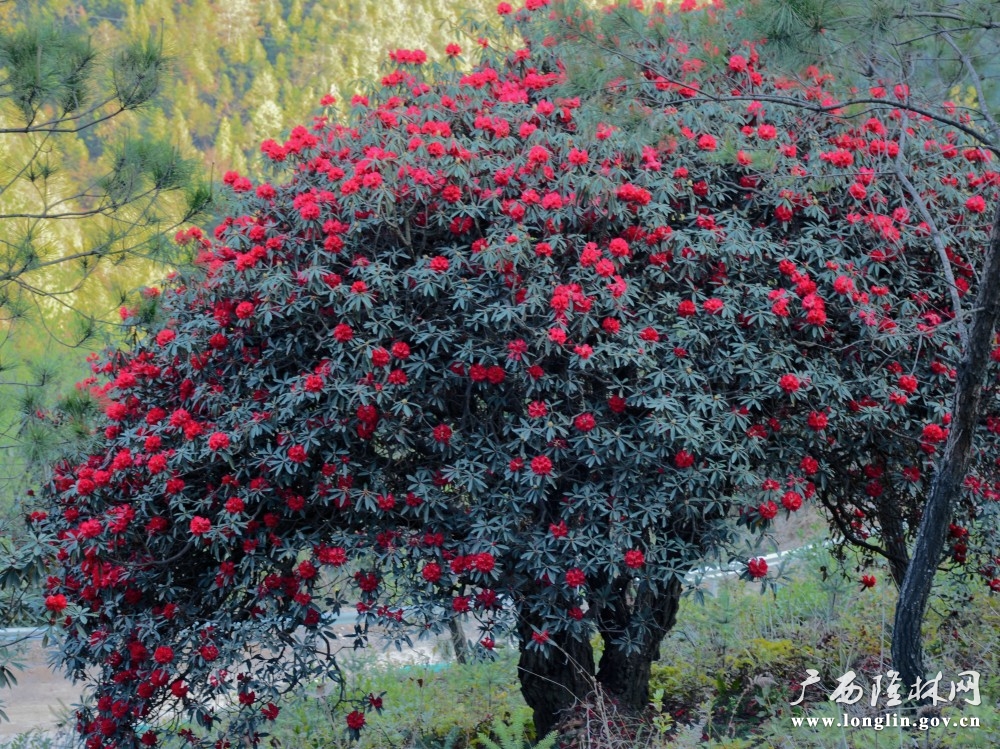 杜鹃花开满枝头（罗成凯  摄）