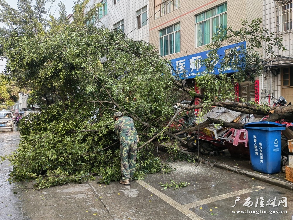 清理倒塌路树