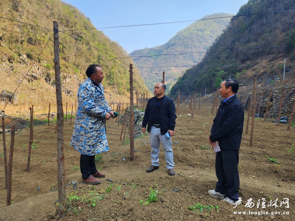 2024年3月25日，自治县农业农村局甘朝义总农艺师带领水果茶叶站到新州镇水洞村指导百香果春耕备耕生产工作