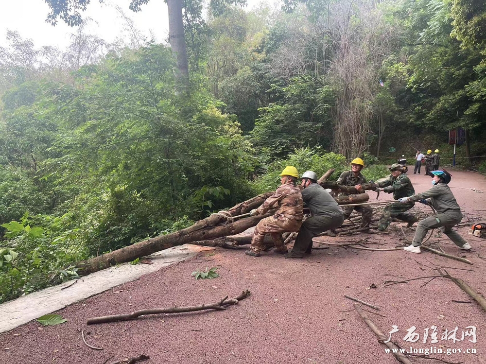 清除枯死树木_副本