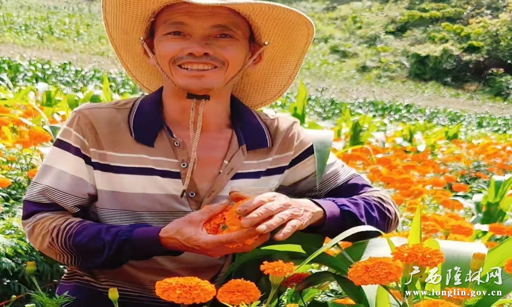 万寿菊迎来采摘季