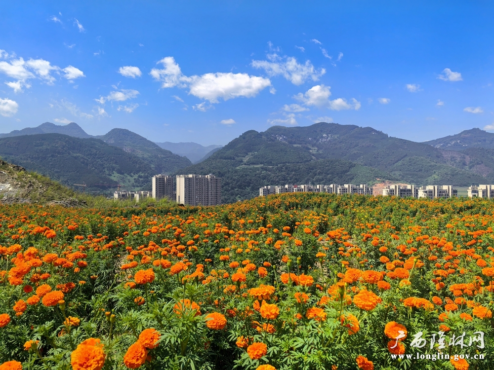 微信图片_20240819174535
