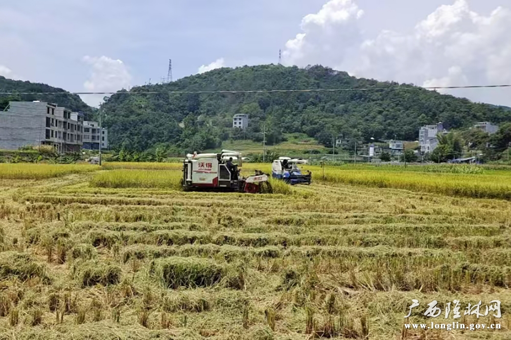 收割机收割现场