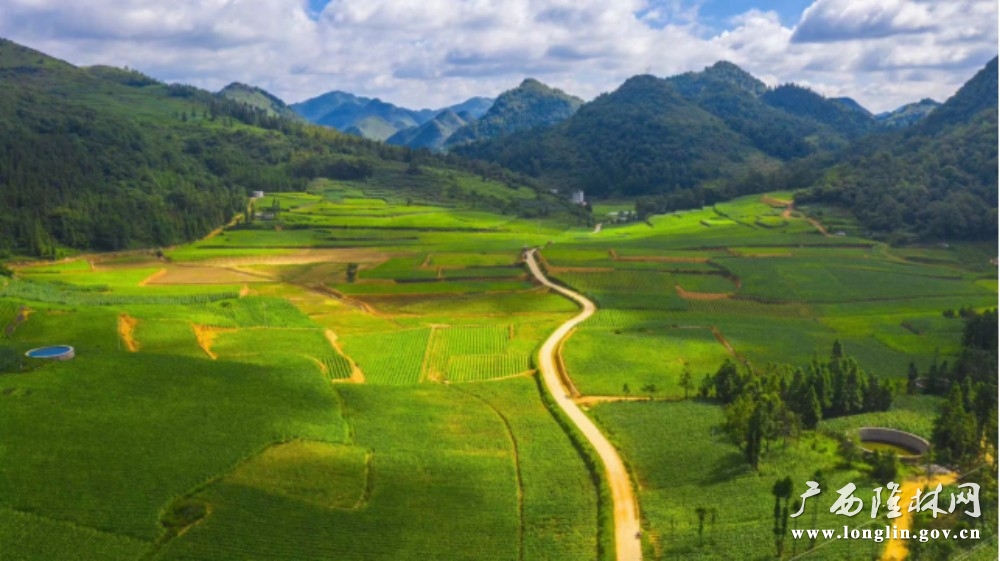 图1：蛇场乡广袤田野上的“烤烟经济”画卷