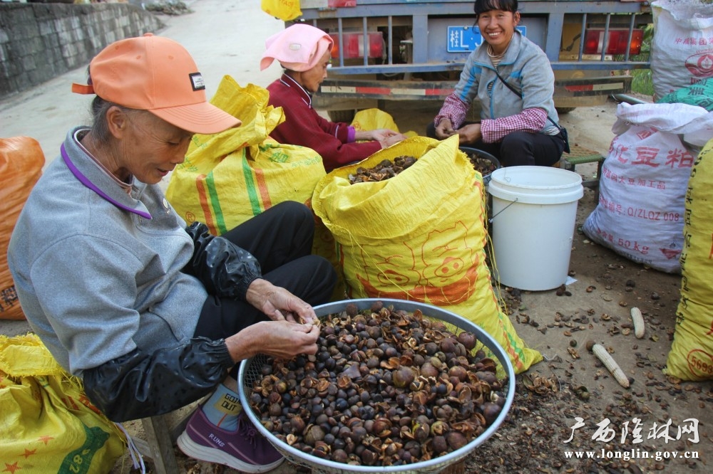 图在分拣油茶果，现实了家门口就业。岑启貌 摄