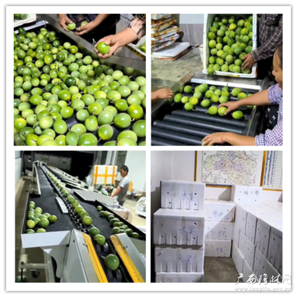 合作社设在德峨镇的百香果选果生产线