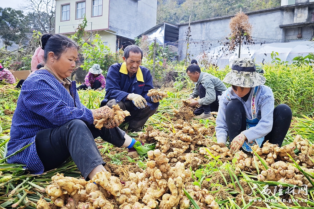 群众收姜忙