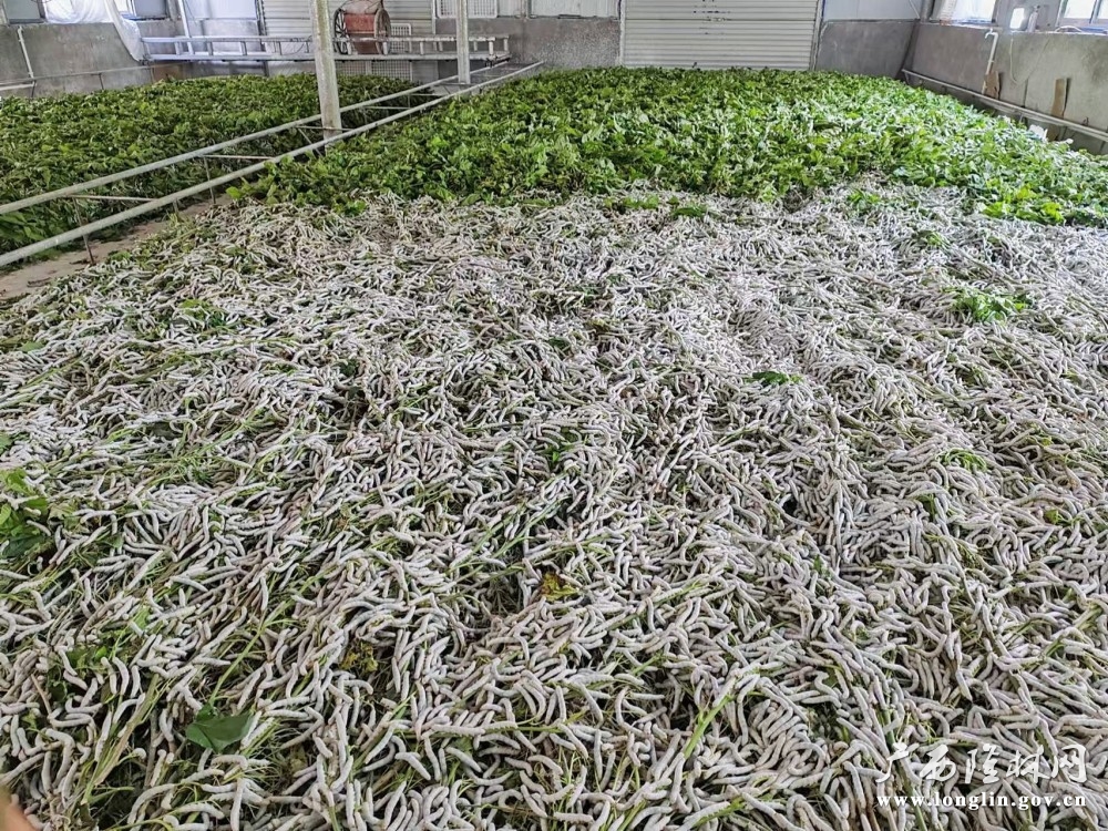 蚕苗在啃食桑叶
