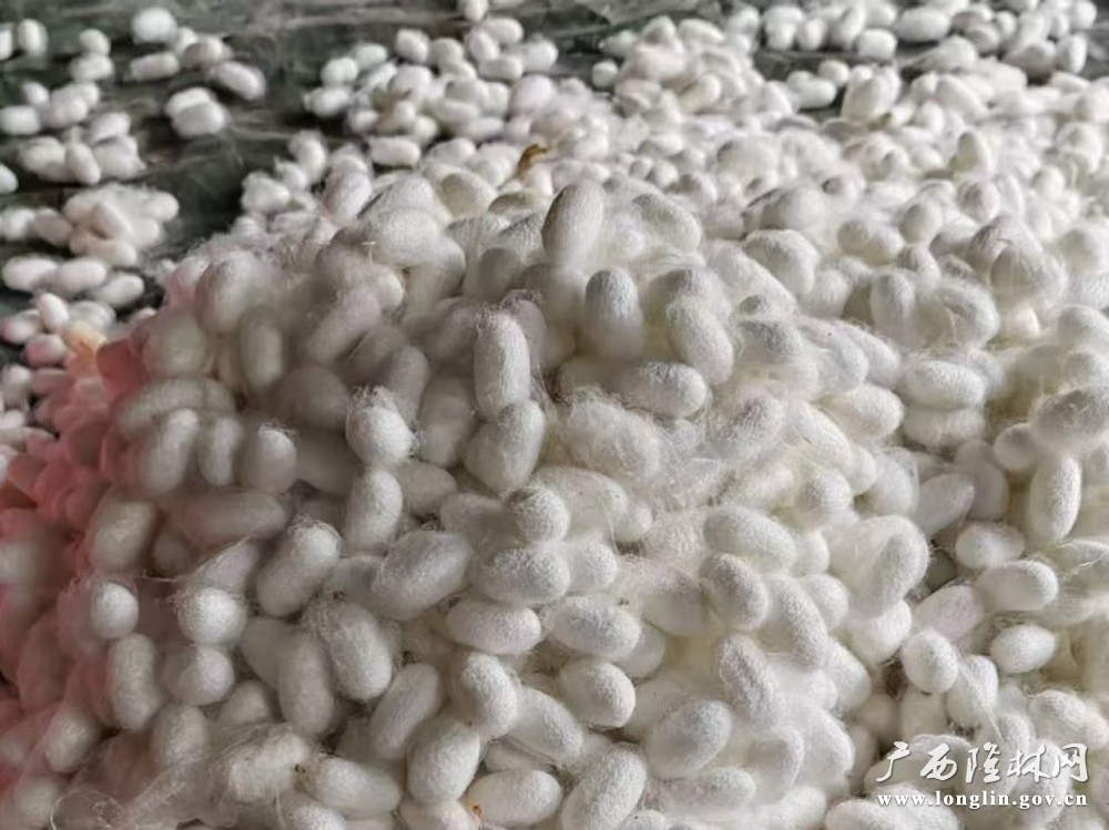 颗颗饱满的蚕茧