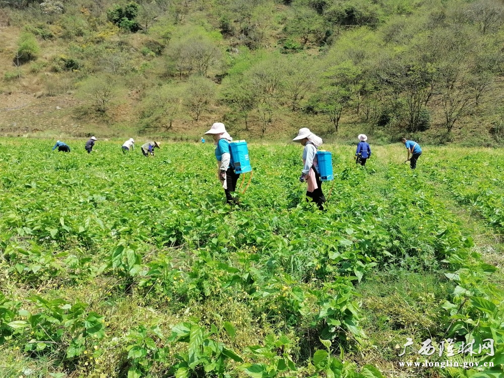 蚕农在桑园除杂草、打药