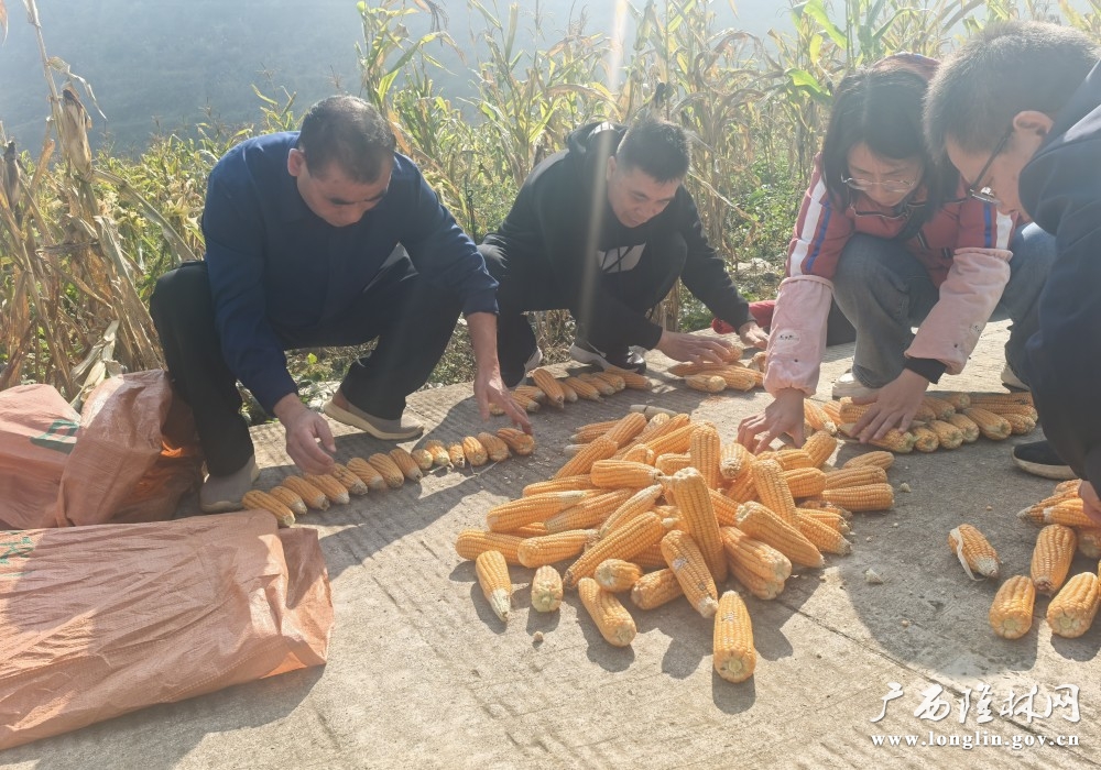 图为：工作人员正在开展”粮+桑“套种测产现场