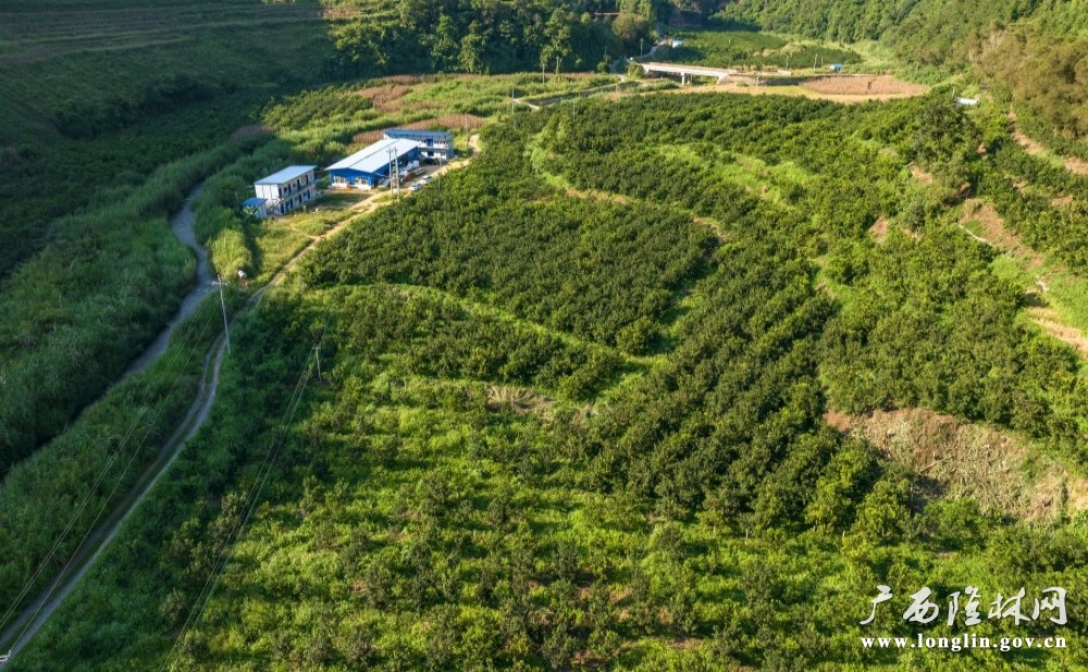 马雄沃柑园鸟瞰图3
