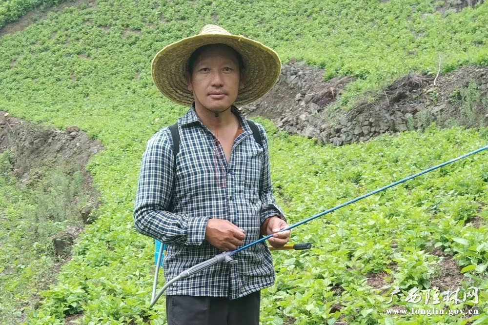 图为：杨亚记正在管护桑园