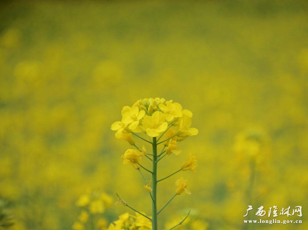 璀璨夺目的油菜花朵（罗成凯 摄）