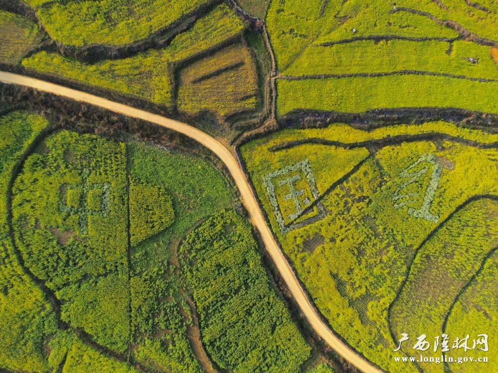 俯瞰油菜花“中国红”字样（罗成凯 摄）