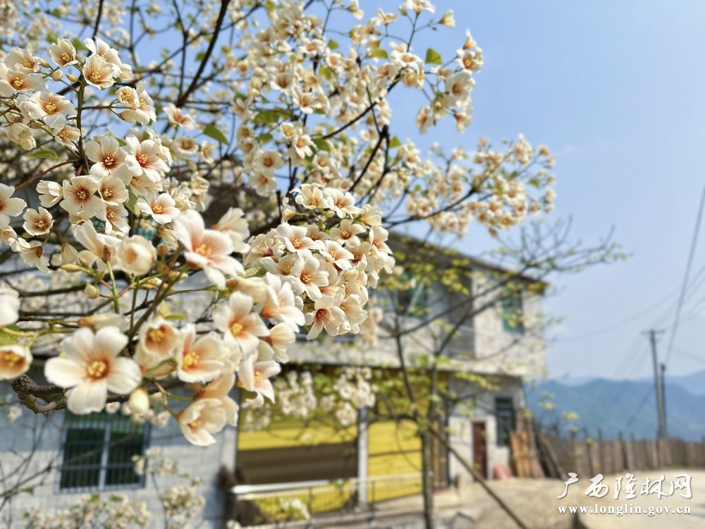 繁密油桐花映农家。岑启貌 摄