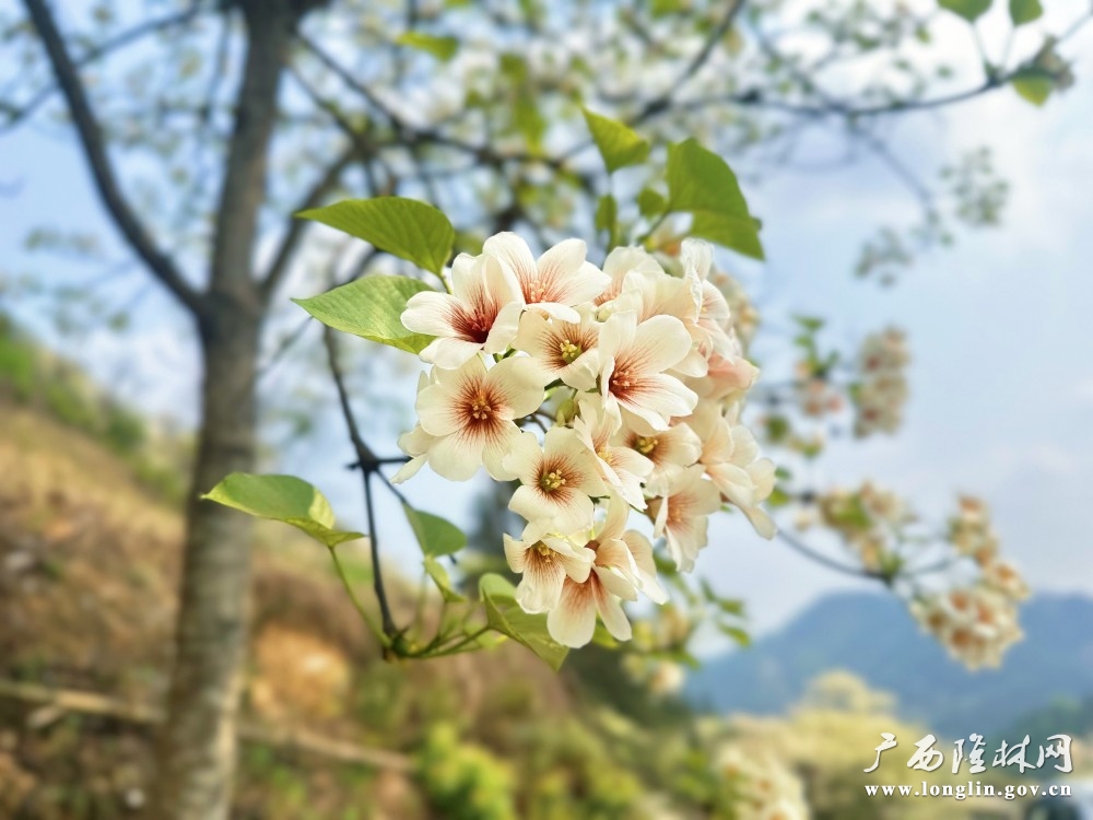 簇簇油桐花绽于枝头。岑启貌 摄