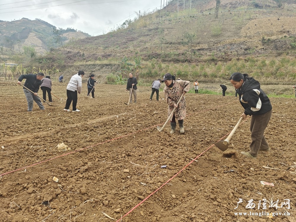 该村在家群众积极参与万寿菊育苗。（罗海东  摄）