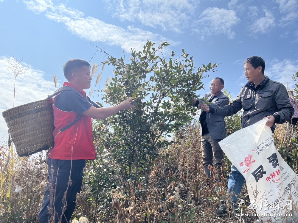 第一书记带领群众采摘油茶果