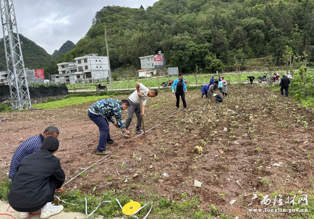 隆或镇万寿菊移栽1