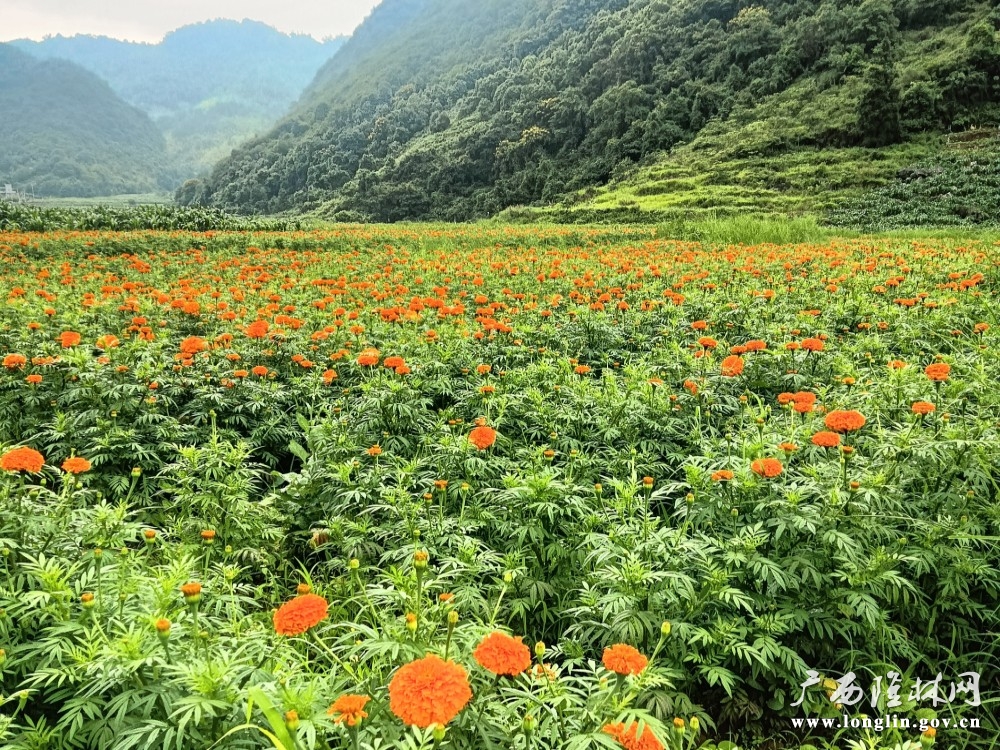 朵朵万寿菊在田间竞相绽放