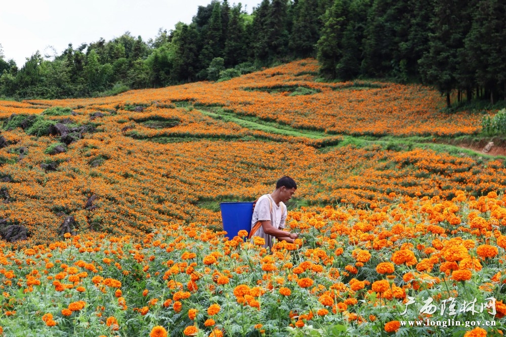花农在采摘万寿菊