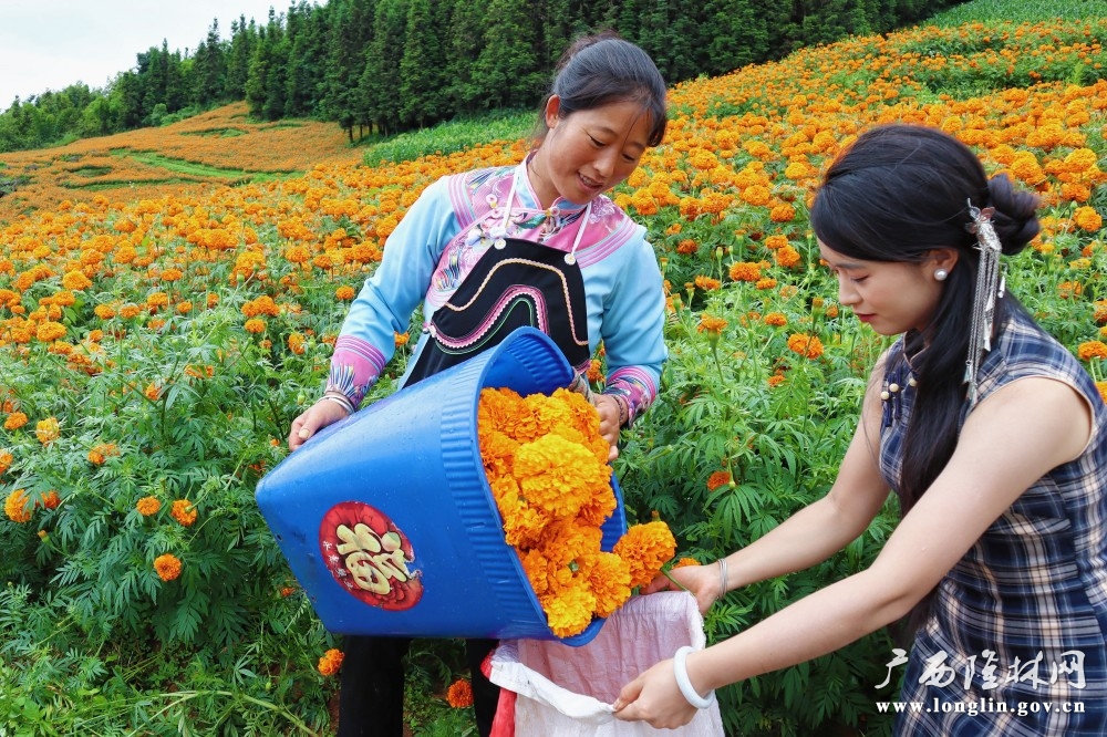 花农将采摘后的花朵装袋