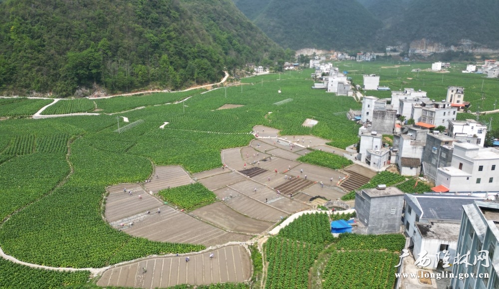 烤烟 (1)
