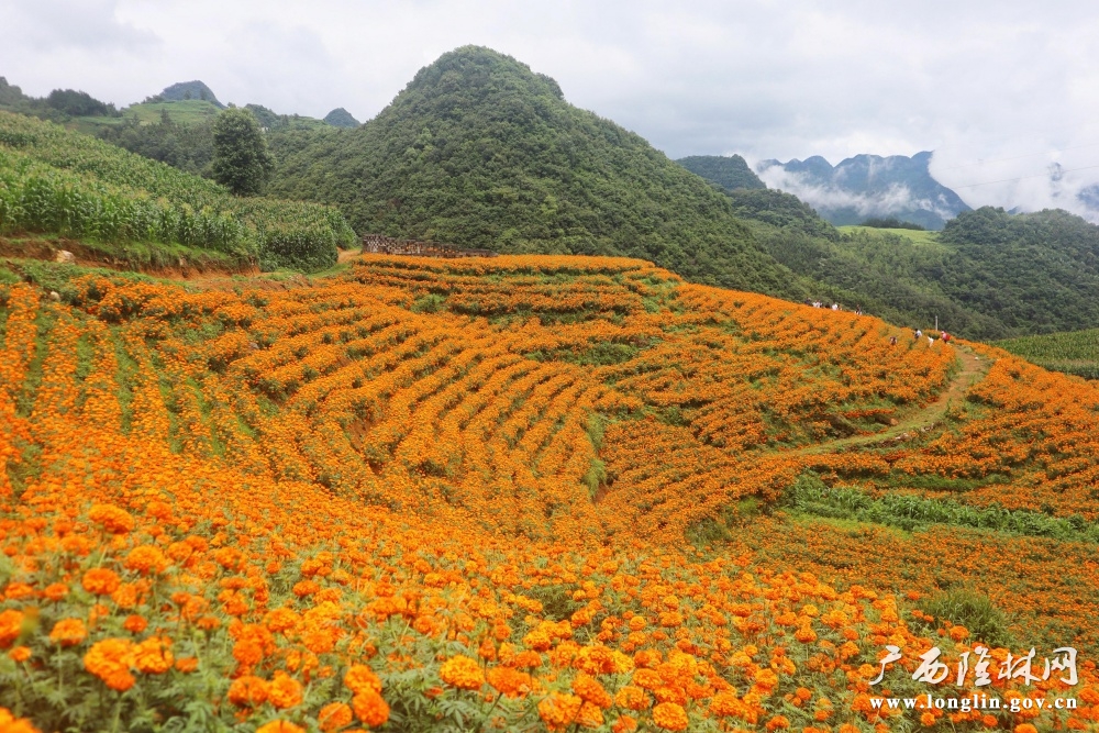 万寿菊花海