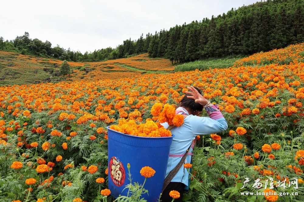 花农在采摘万寿菊