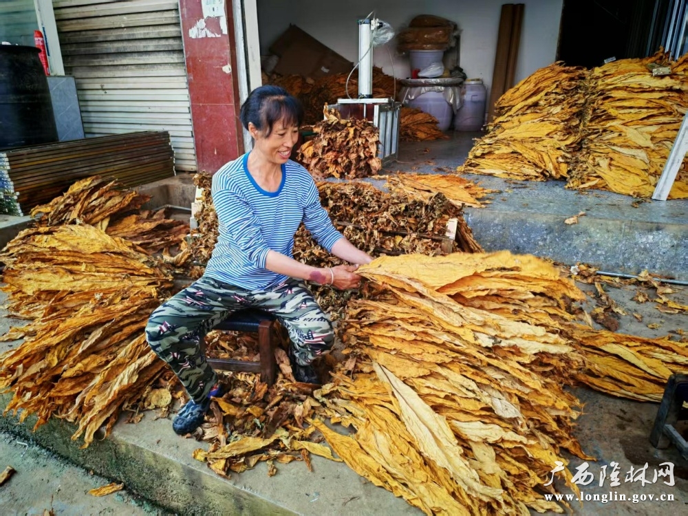 烟农在分拣烟叶