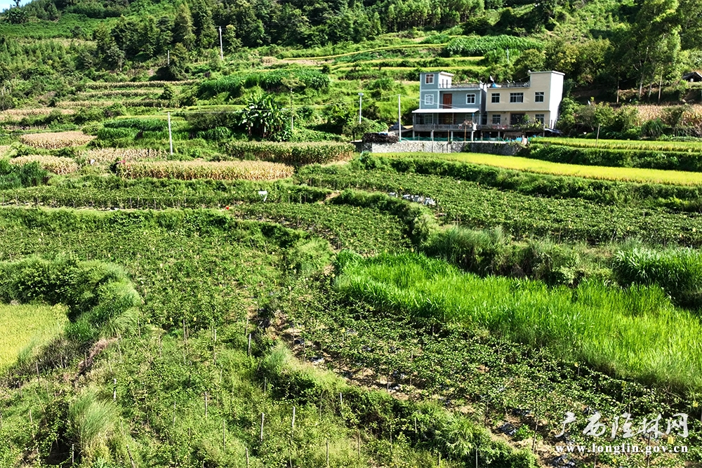 百香果基地