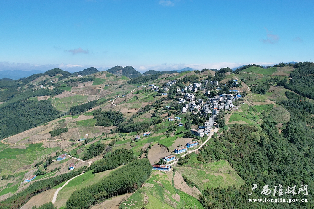 羊街村种桑养蚕基地 羊街村种桑养蚕基地