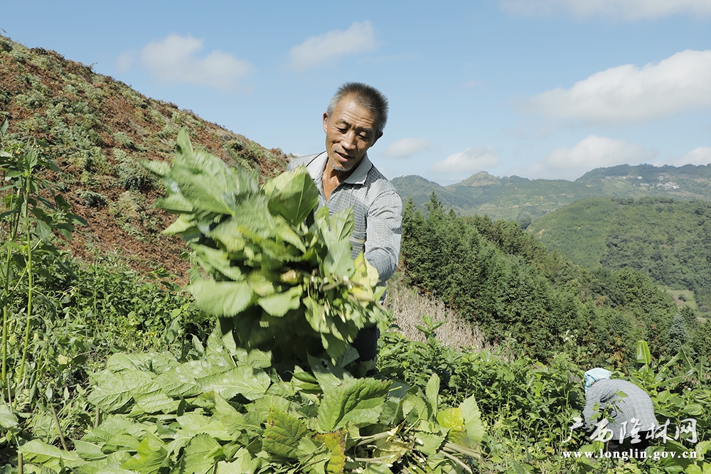 杨六济夫妇收割桑叶 杨六济夫妇收割桑叶