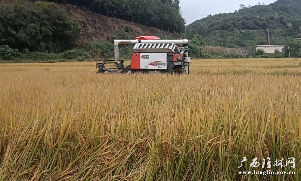 介廷乡弄昔村集体经济烟稻轮作水稻喜获丰收,农机手正操作收割机进行收割作业。 介廷乡弄昔村集体经济烟稻轮作水稻喜获丰收,农机手正操作收割机进行收割作业。