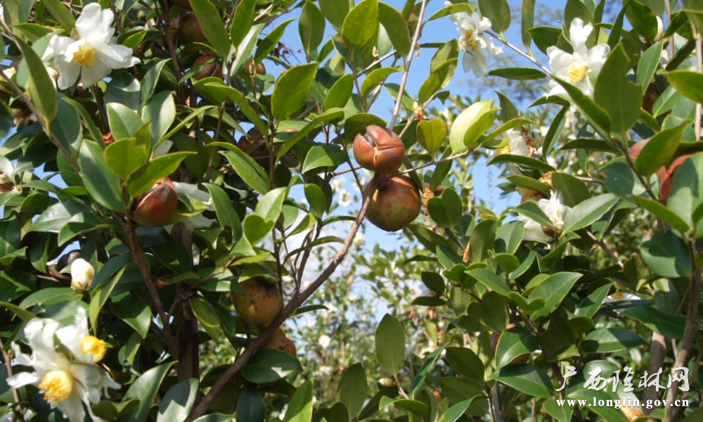 微信图片_20251118164612_270_261