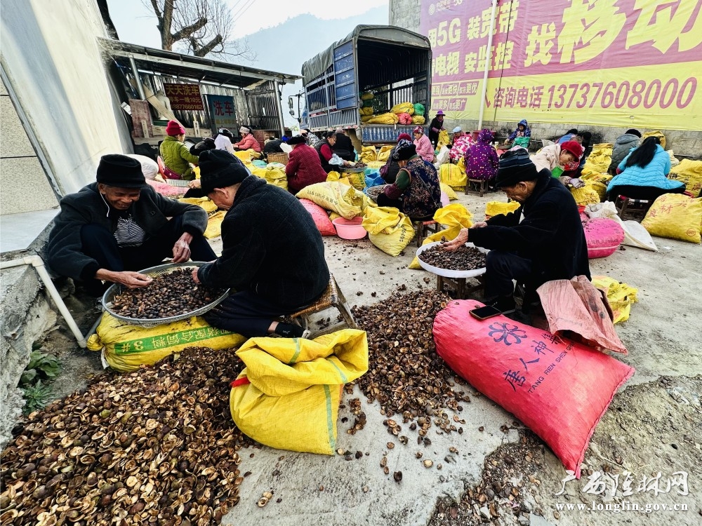 乡邻剥油茶，闲处挣微薪。岑启貌 摄