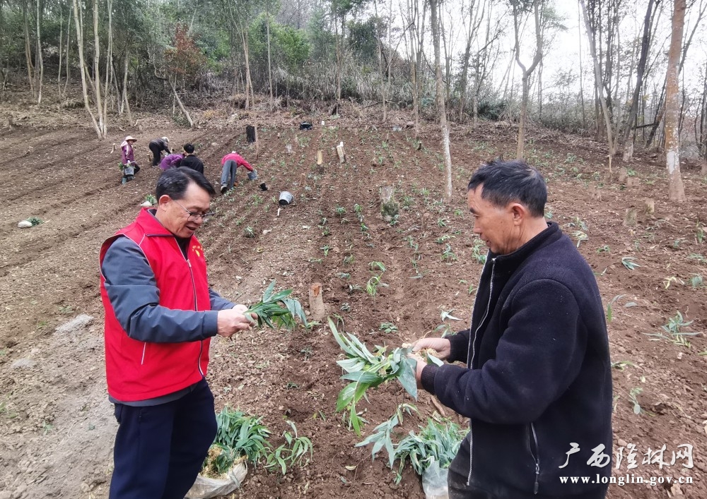 马卡村第一书记和群众了解黄精苗 (1)