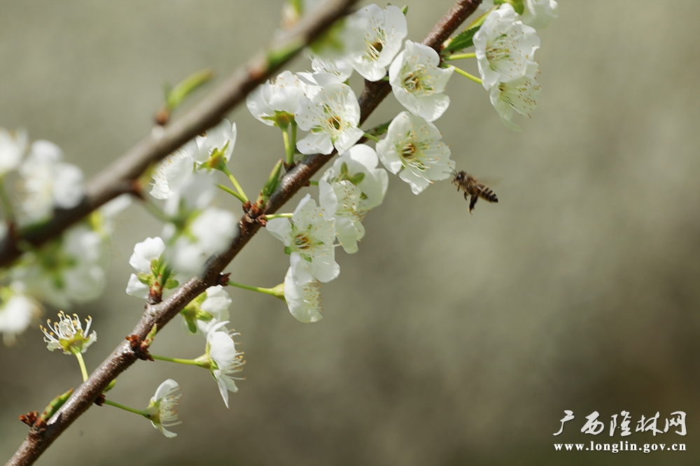 蜜蜂传蜜 蜜蜂传蜜
