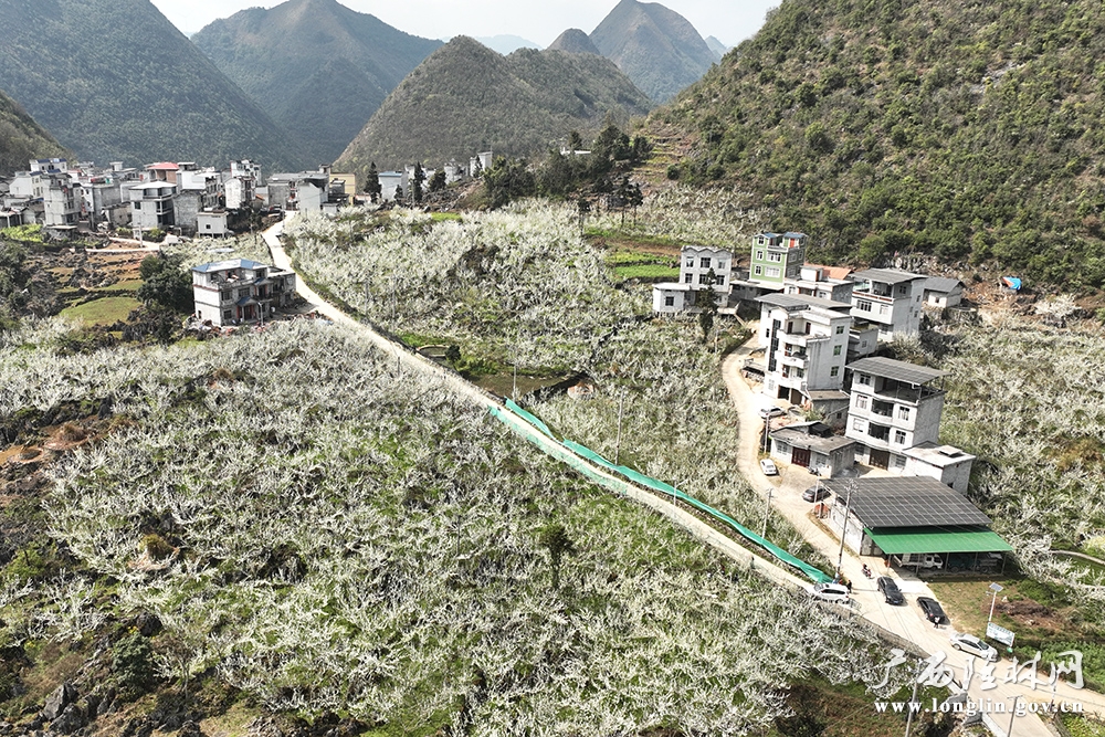 蜂糖李种植基地 蜂糖李种植基地